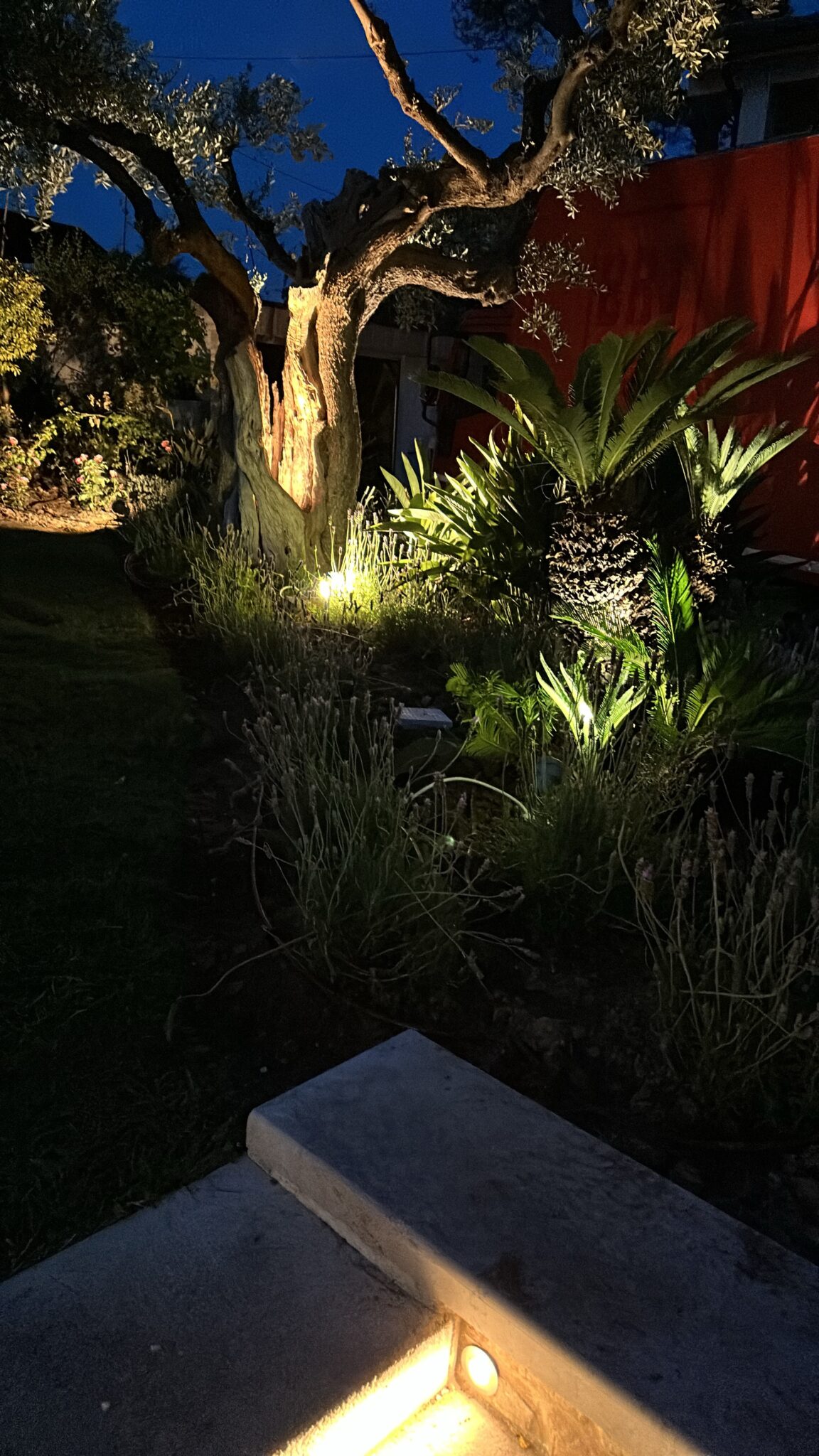 Illuminazione notturna di piante ornamentali